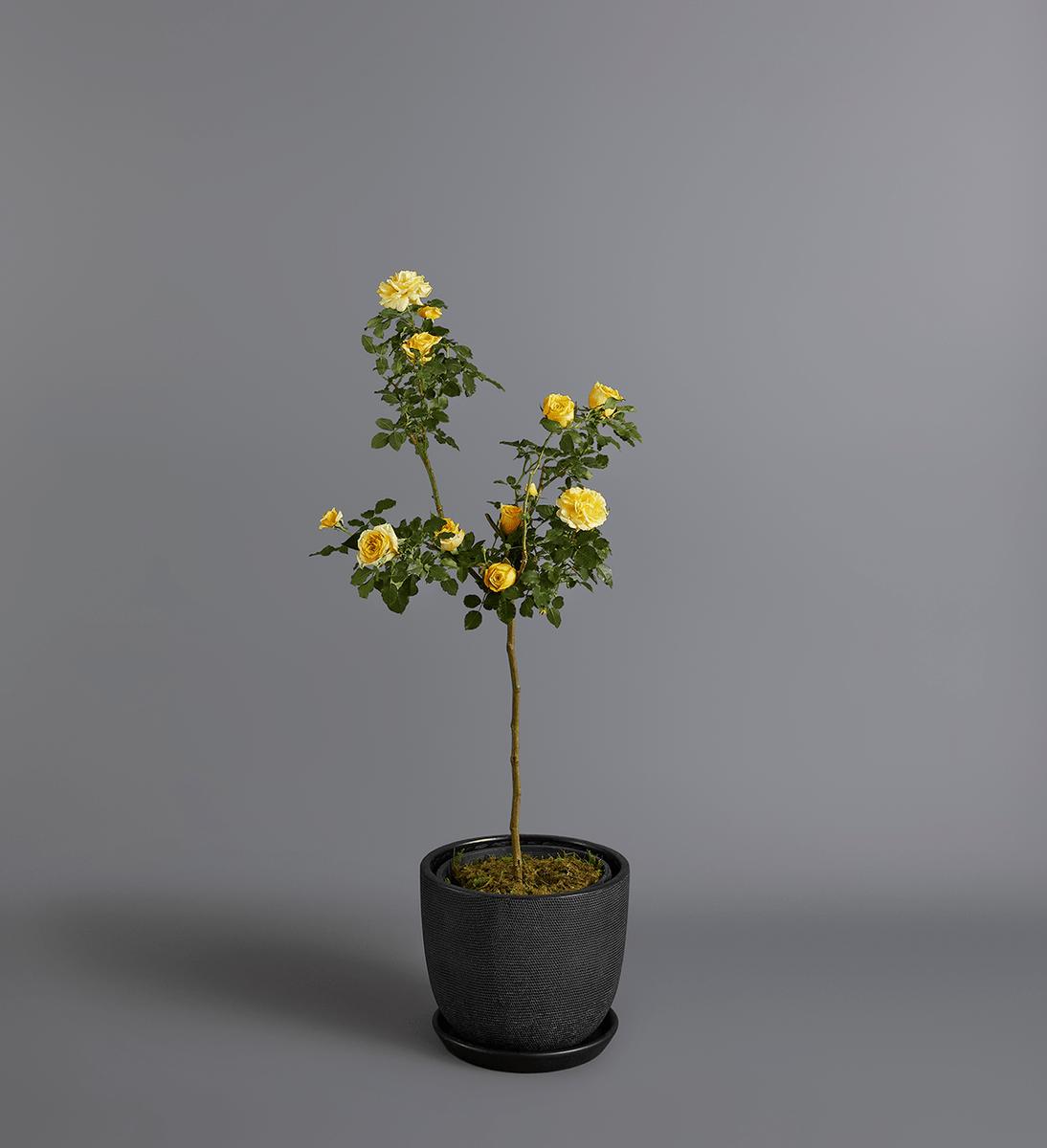 Standard Roses – Ireland Burgundy St Florist & Heidelberg Florist