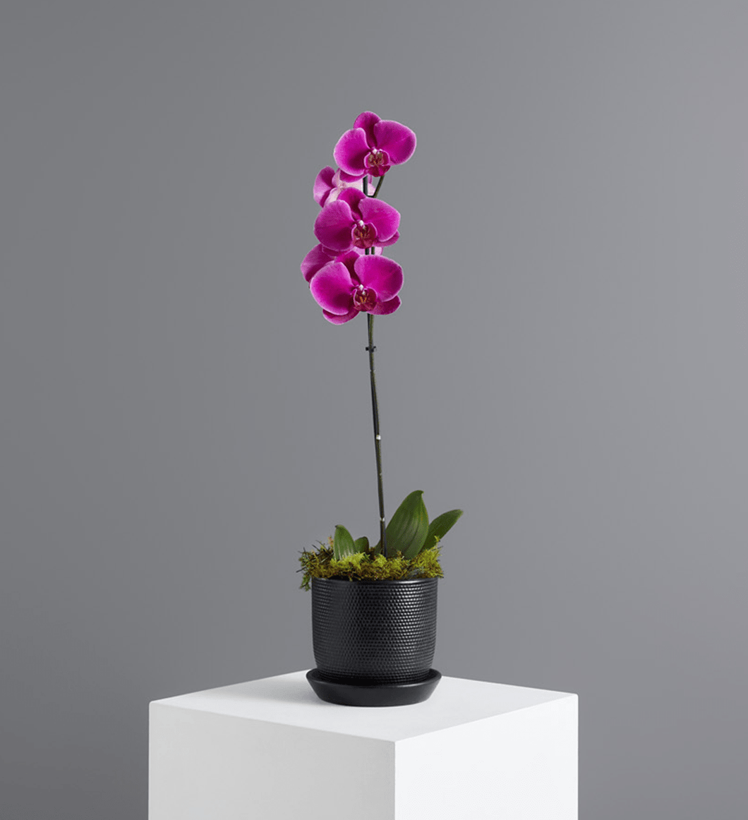 Phalaenopsis Orchid Standard / Standard