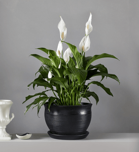 peace lily ireland Peace Lilly – Ireland Burgundy St Florist & Heidelberg Florist